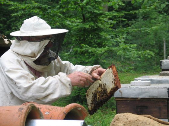 Conseil apiculteur Miel pur